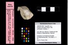 Foto (Objekt + Etikett) von Prosopon verrucosum (Reuss, 1858)  (NHMW-GEO-1990-0041-3961)